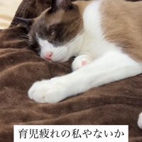 白目をむいて寝ている猫