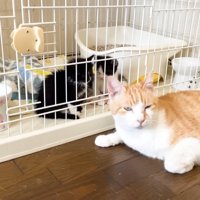 半目気味の茶トラ白猫とケージの中の子猫