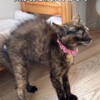何もないのに威嚇する猫