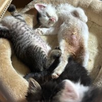 お腹を出す子猫たち
