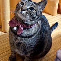 首輪をつけた猫