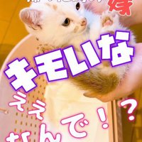 抱っこされる子猫