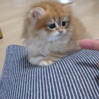 座りなおした赤ちゃん%％座りなおして落ち着いたように見えた赤ちゃん猫。しかし…
