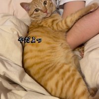 目で威圧する猫