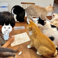 勉強中の男の子と6匹の猫2