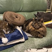 ソファの上でくつろぐ3匹の猫