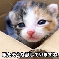 段ボールの中の赤ちゃん猫