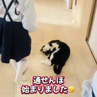娘さんを通せんぼするハチワレ猫