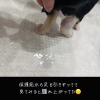 子猫の腫れた右後ろ足