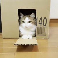 ぱかっとする秀吉君