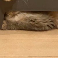 ステップ台と猫