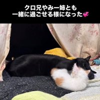 黒猫と子猫