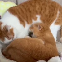 茶トラ猫と茶白猫の攻防