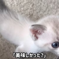 飼い主をよじ登る猫