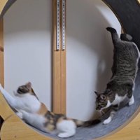 キャットホイールが一回転して下に着地する三毛猫