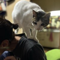 人の肩に乗る猫