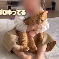 ゴロゴロするとらまる