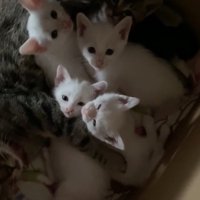 段ボールの中にいる母猫と複数の子猫