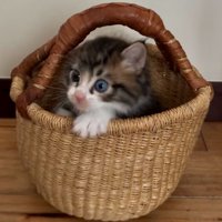 カゴに入った猫