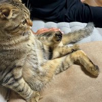 ソファに座り、左の後ろ足を上げて右の前足で体重を支える猫