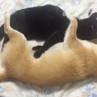 黒猫を抱きしめて寝ている柴犬