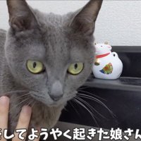枕に移動したハムちゃん