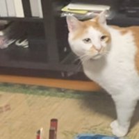 再び振り向く猫