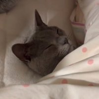 布団の中に入って目を閉じる猫