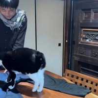 服の毛を取る飼い主と猫