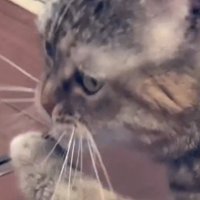 手を口元に置いている猫