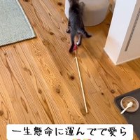 連れて行く猫