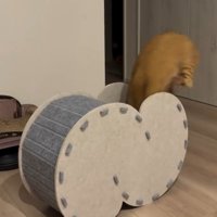 右からハウスに飛び込む猫