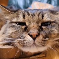猫の顔の大写し