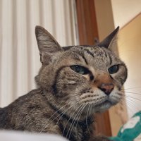 前を見ている猫の顔