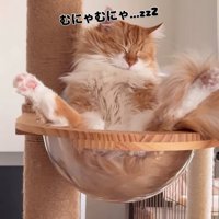 ボウルで眠る猫3