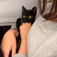 抱っこされる子猫