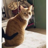 こたつに乗っている猫たち