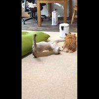 飛びつき中