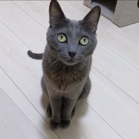 じーとみるハムちゃん