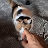 手にすり寄る猫