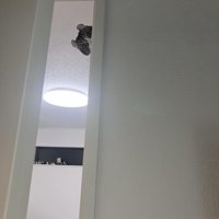 ドアの奥から覗く猫