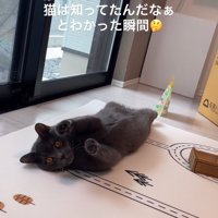 ひっくり返ったまま前足を伸ばしているカメラ目線の猫