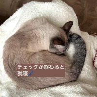 丸くなって眠る猫