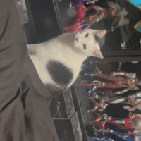 飼い主のフィギュアコレクションを見て声をあげる猫