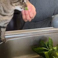 野菜を食べる猫