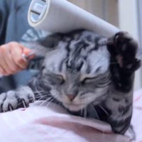 耳の近くに前足を伸ばす猫