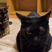 毛布にいる猫たち