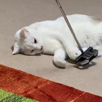 ゴルフパターとたわむれる猫