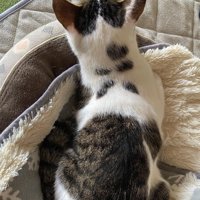 キジ白の背中