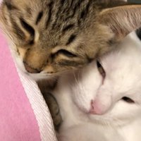 白猫とキジトラ猫の顔